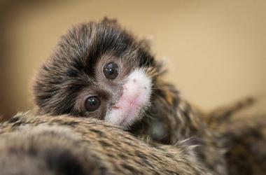 Image of Mogo Wildlife Park