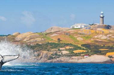 Image of Snorkelling & Diving