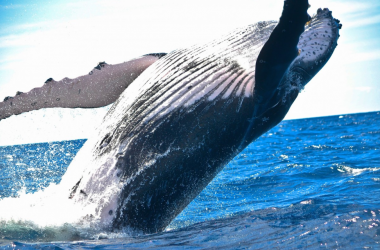 Image of Whale Watching