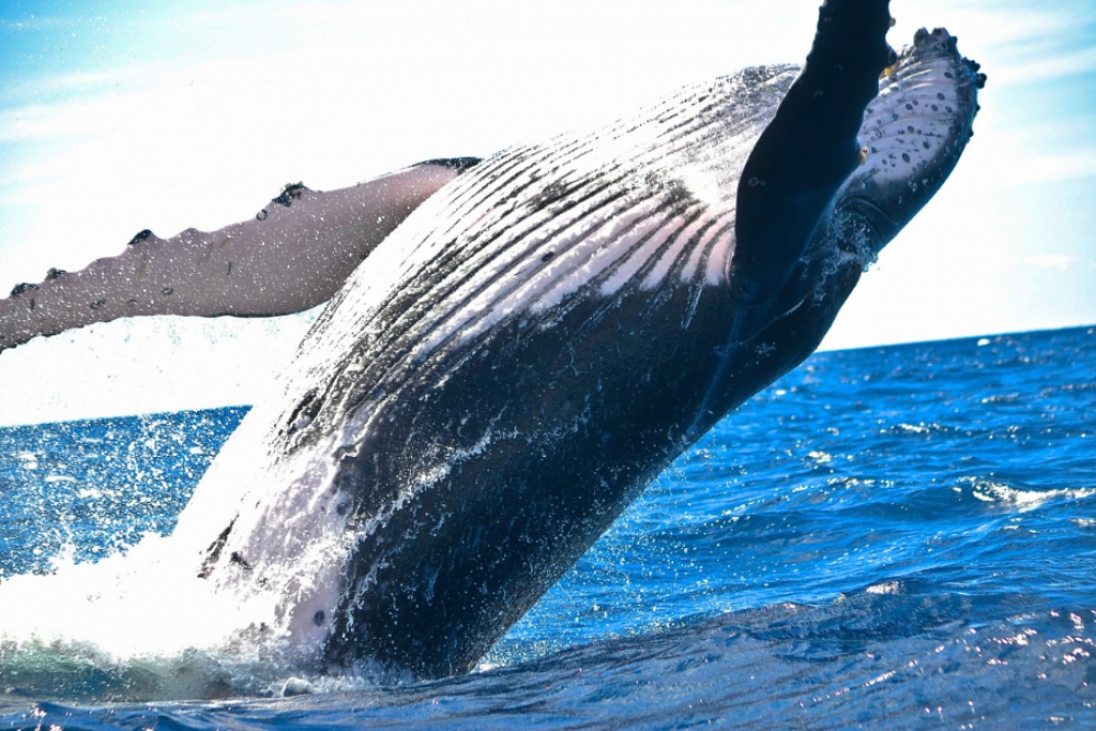 whale watching cruise batemans bay